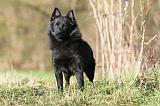 SCHIPPERKE 332